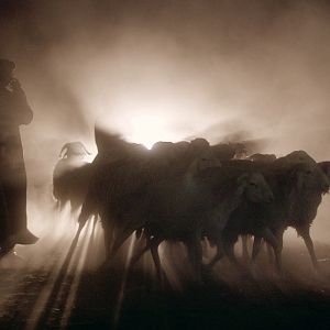 Foto Ovejas y hombres