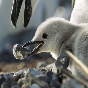 Foto Earth: One Amazing Day