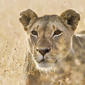 Foto Earth: One Amazing Day