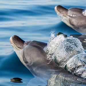 Foto Delfines: La vida en el arrecife