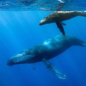 Foto Delfines: La vida en el arrecife