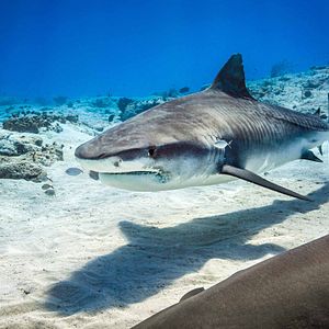 Foto Delfines: La vida en el arrecife