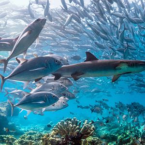 Foto Delfines: La vida en el arrecife