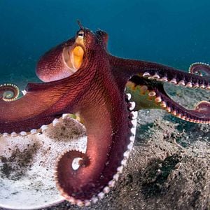 Foto Delfines: La vida en el arrecife