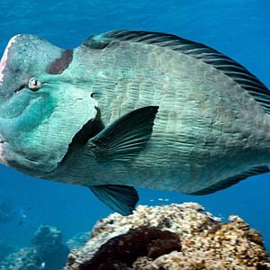 Foto Delfines: La vida en el arrecife