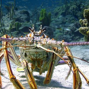 Foto Las maravillas del mar