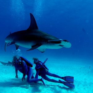 Foto Las maravillas del mar