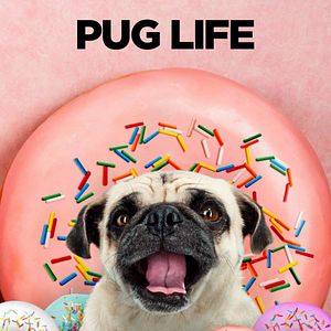 Foto Superagente canino