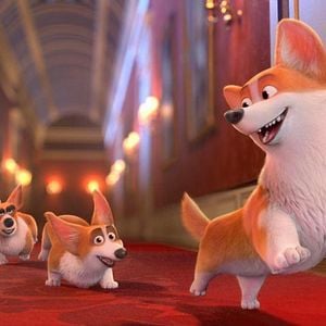 Foto Corgi, las mascotas de la reina