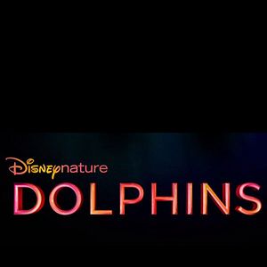 Foto Delfines: La vida en el arrecife