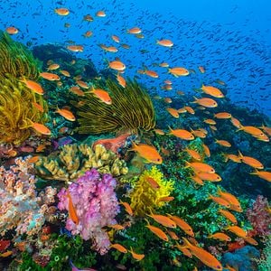 Foto Oceans: Our Blue Planet