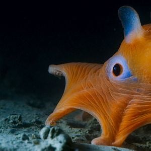 Foto Oceans: Our Blue Planet