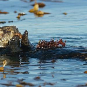 Foto Oceans: Our Blue Planet