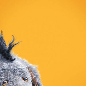 Foto Christopher Robin