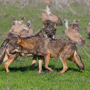 Foto Barbacana, la huella del lobo