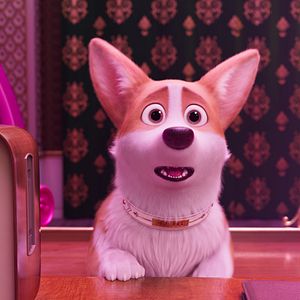 Foto Corgi, las mascotas de la reina