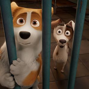 Foto Corgi, las mascotas de la reina