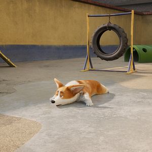 Foto Corgi, las mascotas de la reina