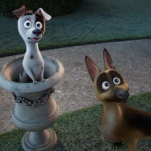 Foto Corgi, las mascotas de la reina