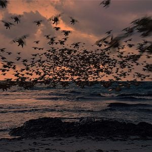 Foto Jessica Forever