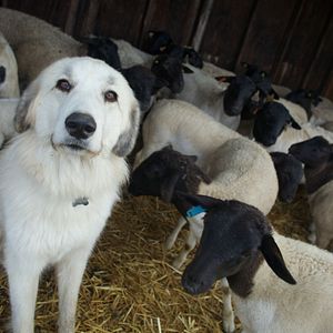 Foto Mi gran pequeña granja