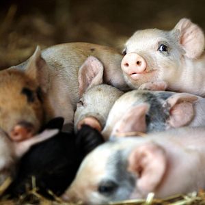 Foto Mi gran pequeña granja