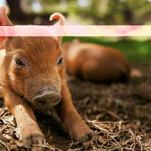Foto Mi gran pequeña granja