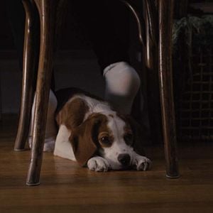 Foto Tu mejor amigo: Un nuevo viaje