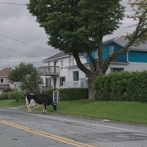 Foto Los hambrientos