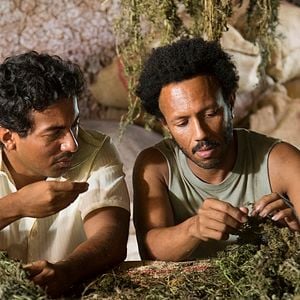 Foto Pájaros de Verano