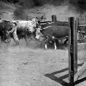 Foto La pelirroja de Wyoming
