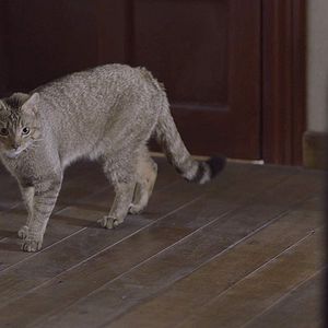 Foto 522. Un gato, un chino y mi padre