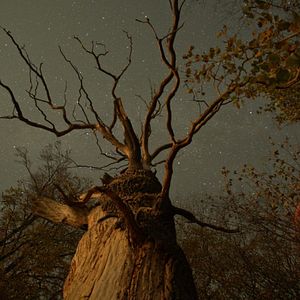 Foto La vida secreta de los árboles