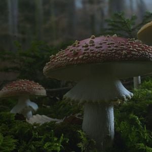 Foto La vida secreta de los árboles