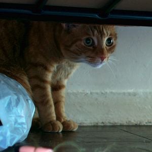 Foto Pequeños Milagros en Peckham St.