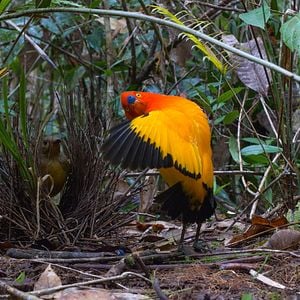 Foto Bailando con los pájaros