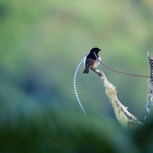 Foto Bailando con los pájaros