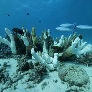 Foto Anthropocene: The Human Epoch