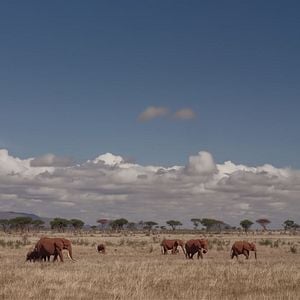 Foto The Elephant Queen