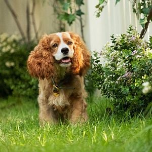 Foto La dama y el vagabundo