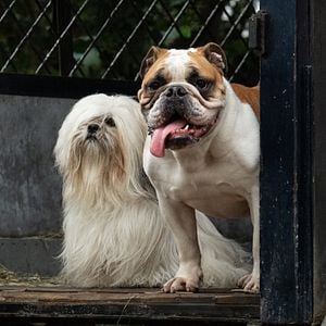 Foto La dama y el vagabundo