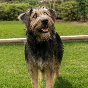 Foto La dama y el vagabundo