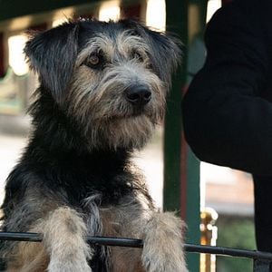 Foto La dama y el vagabundo
