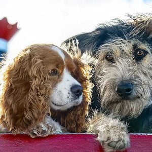 Foto La dama y el vagabundo