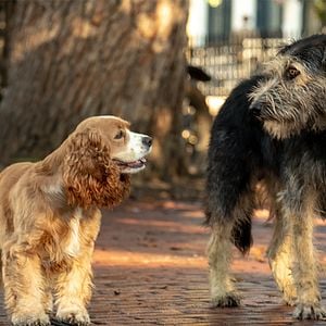 Foto La dama y el vagabundo