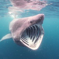 Foto Un planeta absurdo