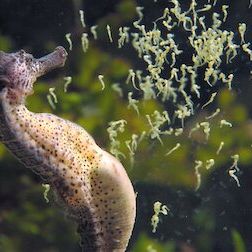 Foto Un planeta absurdo