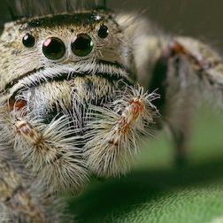 Foto Un planeta absurdo