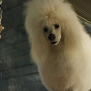 Foto El magnífico Iván