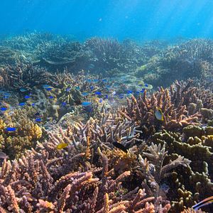 Foto David Attenborough: Una vida en nuestro planeta